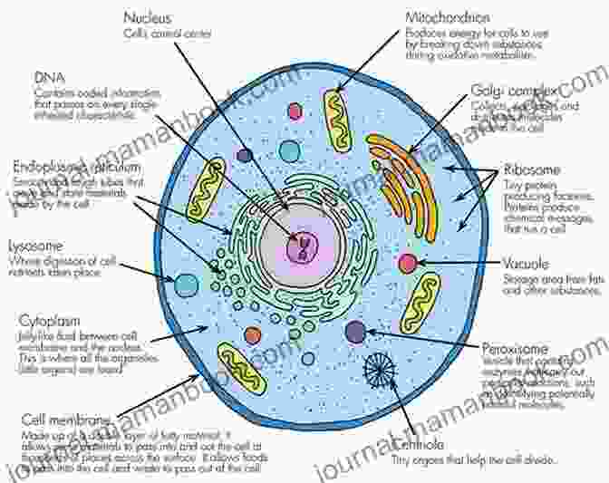 A Diagram Of A Cell, The Basic Unit Of Life. A Student S Guide To Natural Science (ISI Guides To The Major Disciplines)