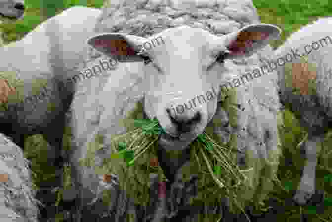 A Farmer Feeding Sheep In A Lush Meadow The Eleven Arches And Farming Holidays