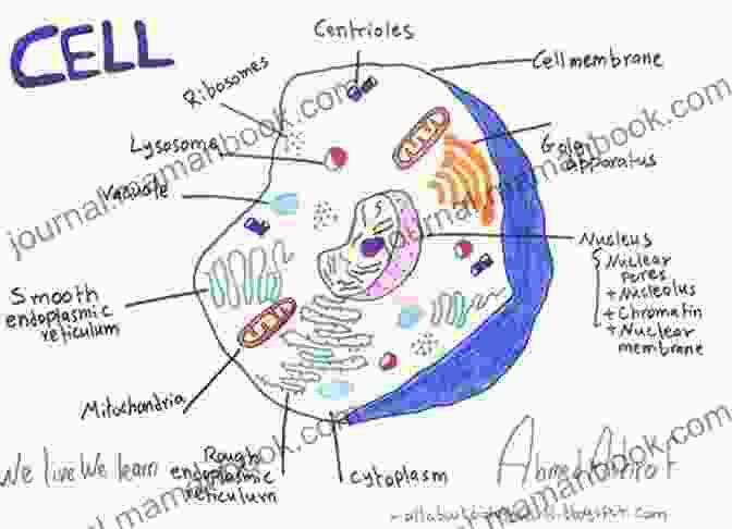 Biology Diagram Illustrating The Structure And Function Of A Cell Science: Teaching School Subjects 11 19