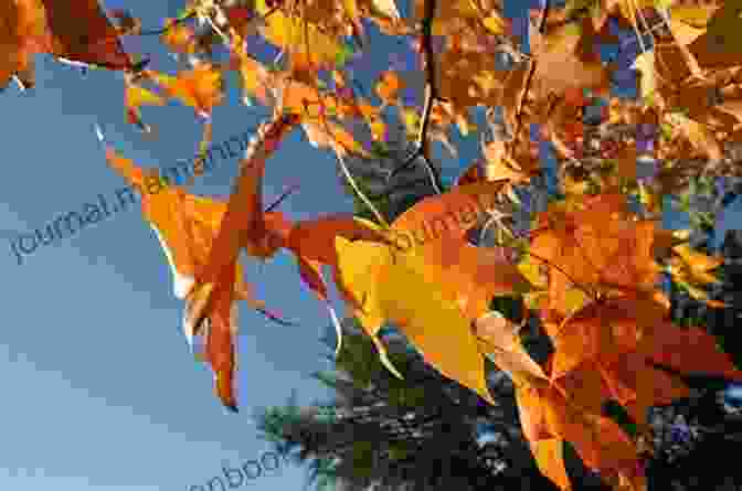 Vibrant Autumn Leaves Dancing In The Wind, Capturing The Beauty Of Impermanence And The Bittersweet Cycle Of Seasons The Barren Wind: Haiku Collection